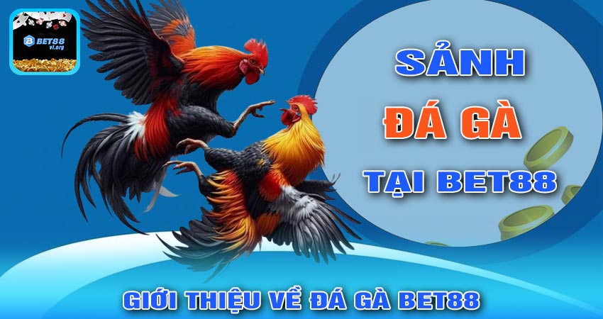 Giới Thiệu Về Đá Gà BET88